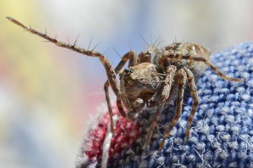 Réf. 328 297 : Oxyopes sp.